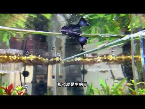 死掉的魚怎麼處理|【魚死了怎麼辦】魚兒説掰掰！魚死了怎麼辦？從遺體處理到後續。